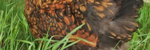 Golden Laced Cochin Chicken in grass