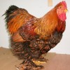 Golden Laced Cochin Chicken