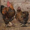 Golden Laced Cochin Chickens