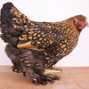 Golden Laced Cochin Chicken