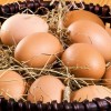 Golden Laced Cochin Chicken Eggs