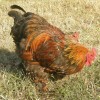 Golden Laced Cochin Chicken