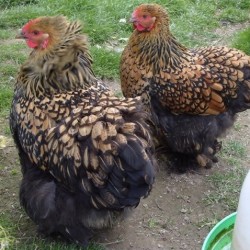 Golden Laced Cochin Chicks for Sale