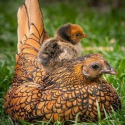 Golden Sebright Bantam Chicks