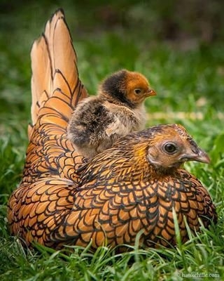 Golden Sebright Bantam Chicks