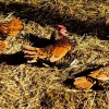 Golden Sebright Bantam Chickens