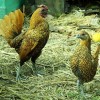 Golden Sebright Bantam Chickens