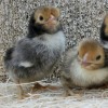 Golden Sebright Bantam