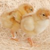 Golden Buff Chicks
