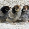 Golden Laced Cochin Bantam Chicks