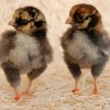 Golden Laced Chicks