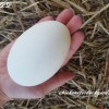 Hand holding a goose egg