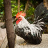 Gray Japanese Bantam