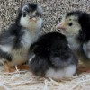 Gray Japanese Bantam Chicks