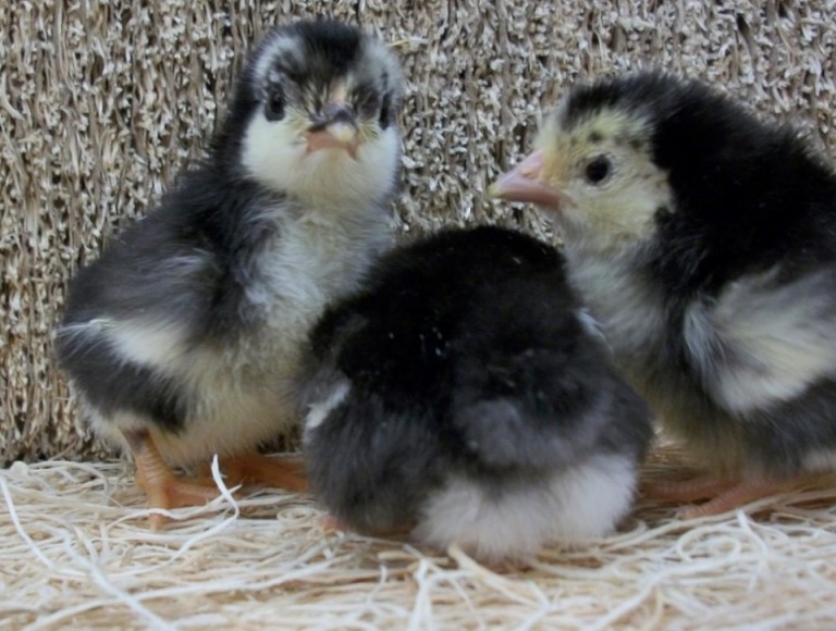 Gray Japanese Bantam Day-Old Chicks | Chickens For Backyards