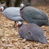 Three guinea fowl