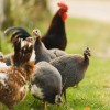 Group of guinea fowl roaming outside