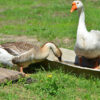 Hatchery Choice Geese Special