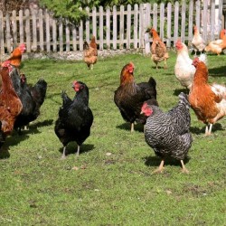 Brown Egg Layer Chicks