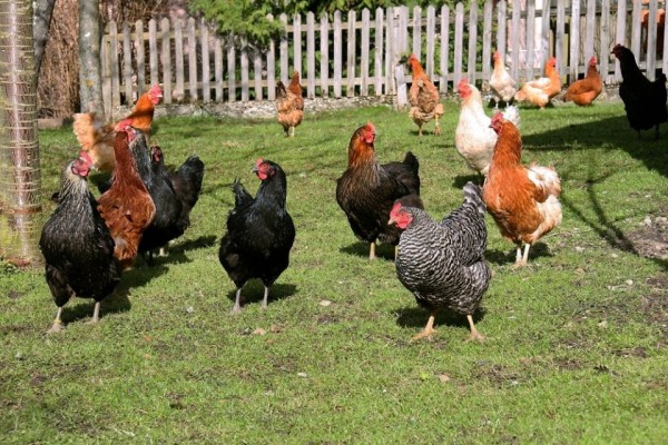 Brown Egg Layer Chicks