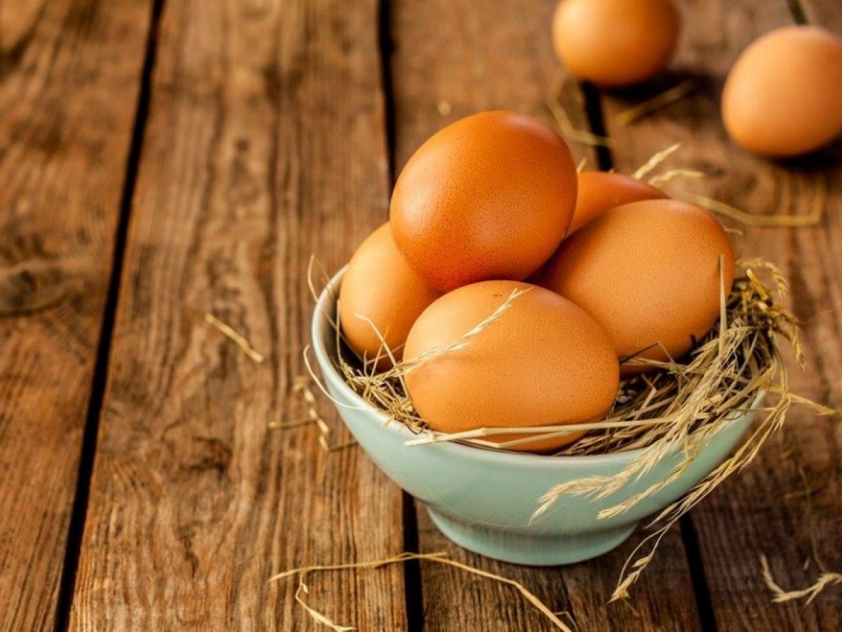 Fertile Hatching Eggs-Standard Size | Chickens for Backyards
