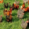Brown Egg Laying Chickens