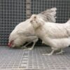 Lavender Ameraucana - Image 2