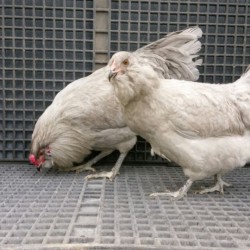 Lavender Ameraucana Chicks for Sale