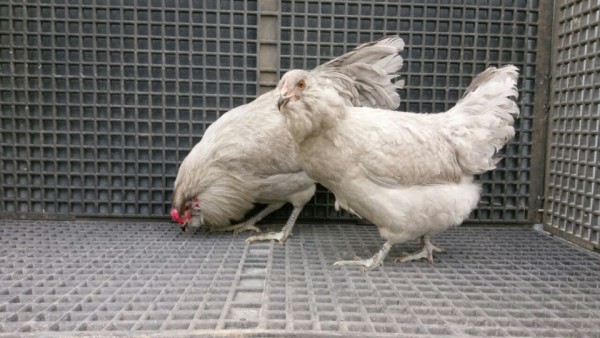 Lavender Ameraucana Chicks for Sale