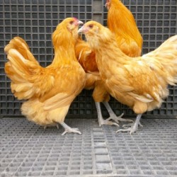 Buff Ameraucana Chicks for Sale