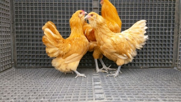 Buff Ameraucana Chicks for Sale