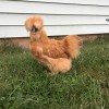 Buff Silkie Bantam Chicken