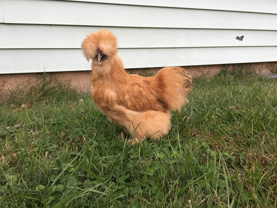 Buff Silkie Chicken