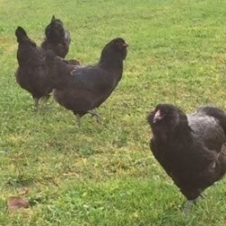 Black Ameraucana Chicks for Sale