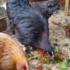 French Black Copper Marans Chickens