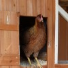 Welsummer Chicken coming out of a coop