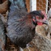 French Black Copper Marans