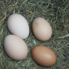 Mystery Chick Hatchery Choice