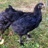 French Black Copper Marans