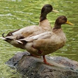 Khaki Campbell Ducks for Sale