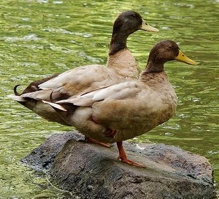 Khaki Campbell Ducks for Sale