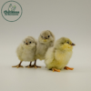 Lavender Ameraucana - Image 3