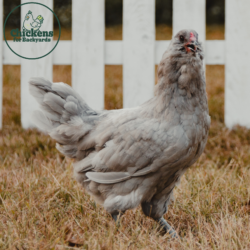 Lavender Ameraucana