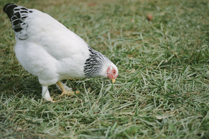 Pullet: Light Brahma, Shipping week of 03/25/2024 - My Pet Chicken