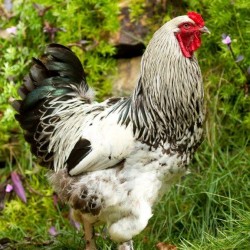 Light Brahma Chickens For Sale