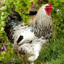 Light Brahma Chickens For Sale