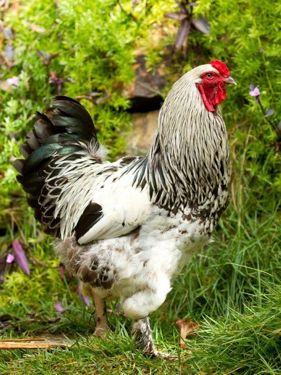 Light Brahma Chickens For Sale