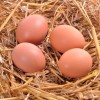 Light Brahma Chicken Eggs