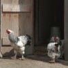 Light Brahma Chickens for sale