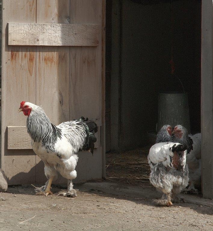 Brahma Poultry Supplies for sale